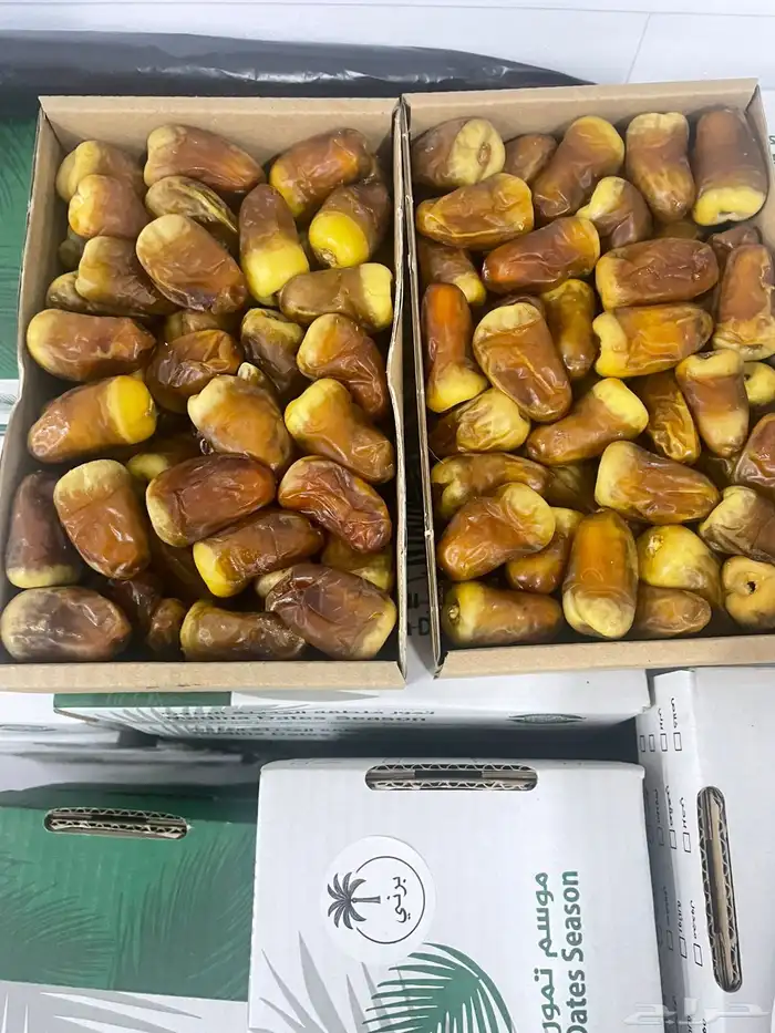 تمور المدينة 1