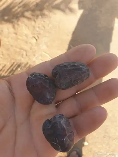 صيف مزرعة تمور ( عجوة   صفاوي) 2