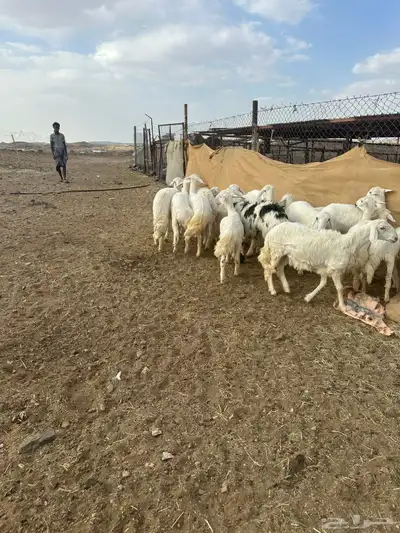 رخال منوه القاني 1