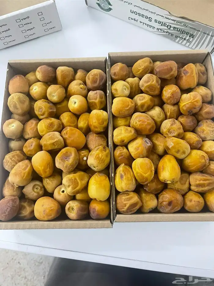 تمور المدينة 3