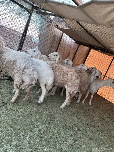 للبيع ضان حرش حريات مراح واحد صنف ضان مضاريع 8