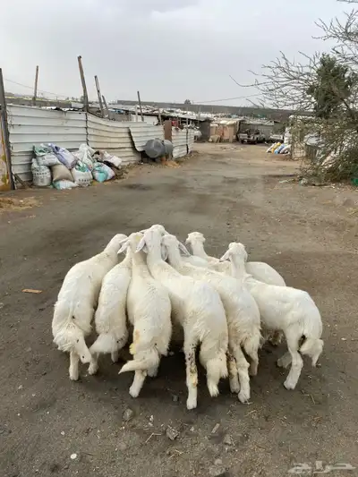 8 رخال فل شحم تأسيس مراح 3