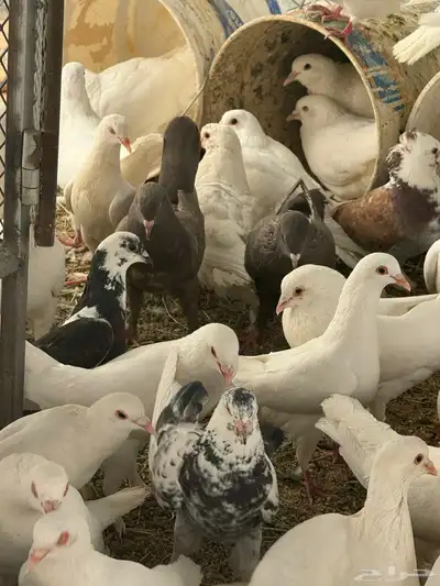 موجود حمام كنق وا مصري وا عراقي وا صنعاني 2