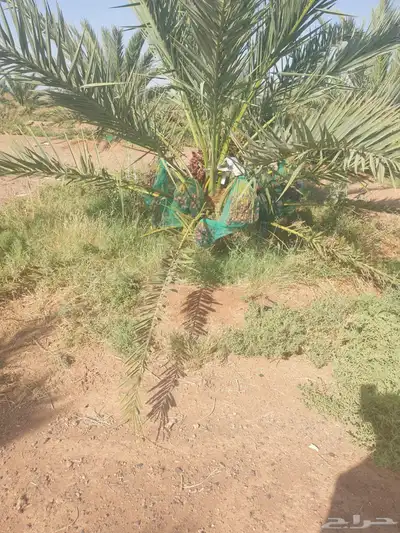 صيف مزرعة تمور ( عجوة   صفاوي) 3
