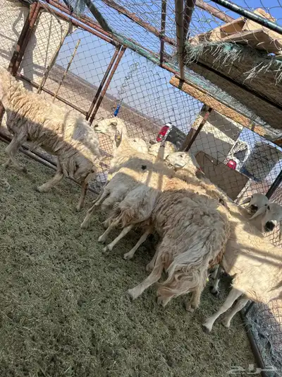 للبيع ضان حرش حريات مراح واحد صنف ضان مضاريع 2