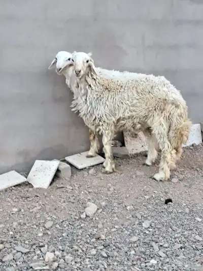 طليان ذبايح 1