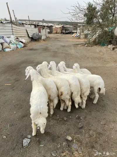 8 رخال فل شحم تأسيس مراح 1