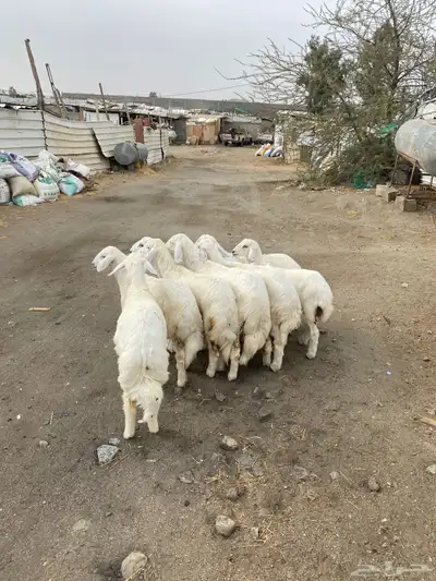 8 رخال فل شحم تأسيس مراح 0