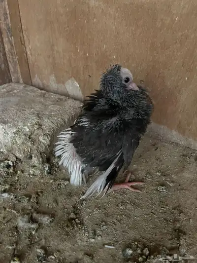 جوز بلجيكي مع فرخه 2