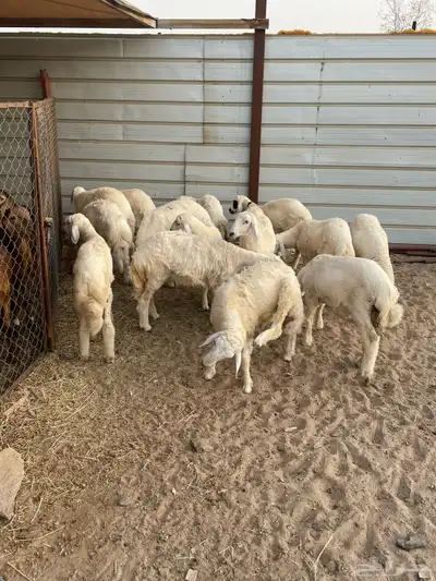 بهم حري 3