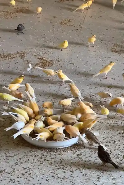 محمية طيور 2