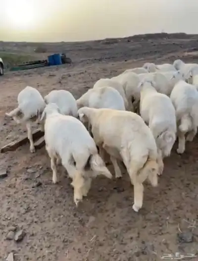 طليان حريه 0