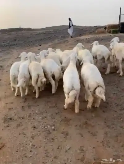 طليان حريه 4