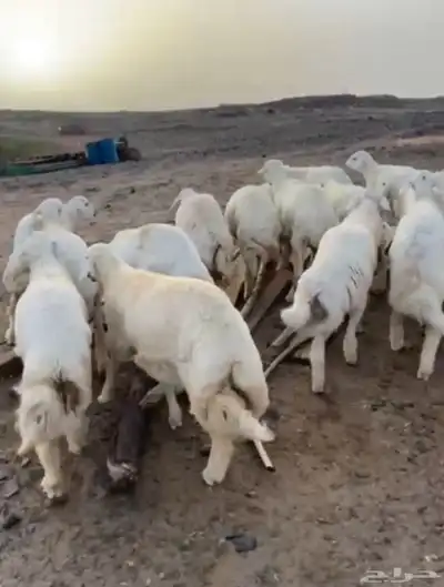 طليان حريه 3