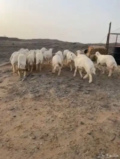 طليان حريه 5
