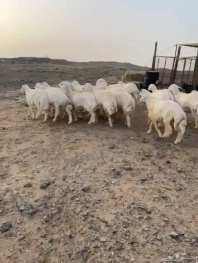 طليان حريه 2