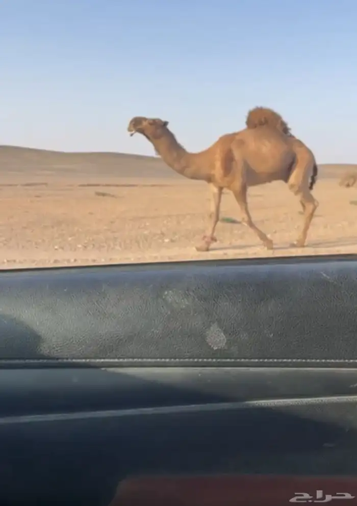 جمل 0