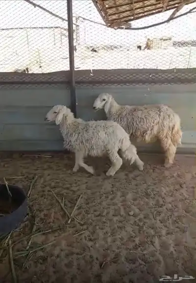 خرفان طيبات ظهورها طيبه 0
