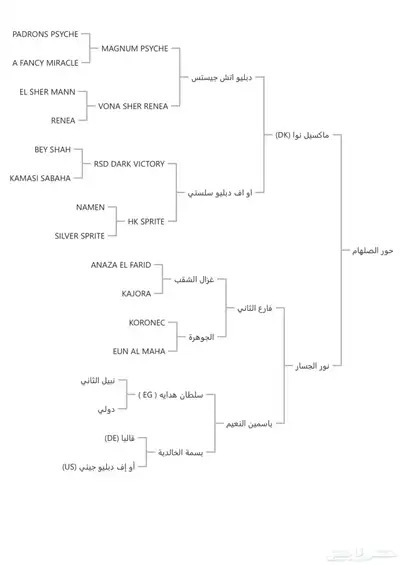 فرس للبيع حفيدة غزال الشقب 4