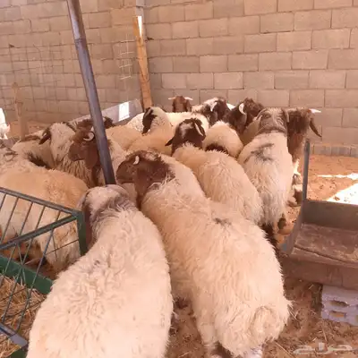 ذبايح حري ونعيمي وتيوس مخرج 36 الرياض ( متوفر تمارا ) 1