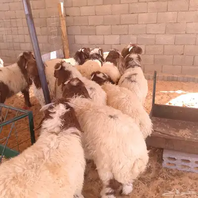 ذبايح حري ونعيمي وتيوس مخرج 36 الرياض ( متوفر تمارا ) 2