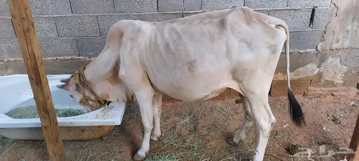 بقر للبيع ثنتين تحتها حسلان ووحده منهم بإذن الله عشار وعجله 3