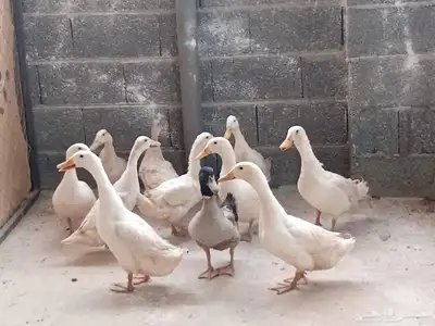 بط بكيني 0