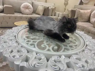 قط لالتبني 0