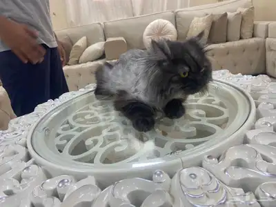 قط لالتبني 1