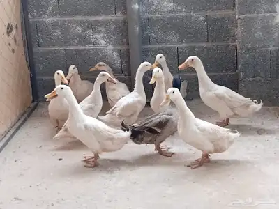 بط بكيني 1