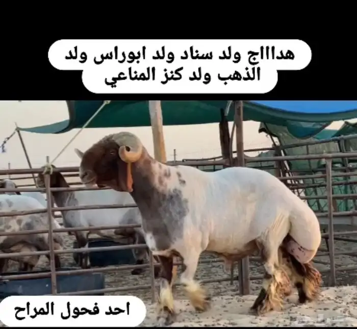 طلي نعيم صنف فاخر فاخر 3