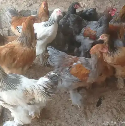 دجاج برهما شرورة 2