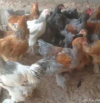 دجاج برهما شرورة 0