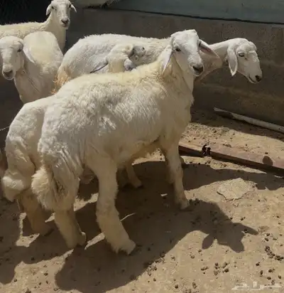 طليان مناسبات مشروطه للبيع 5