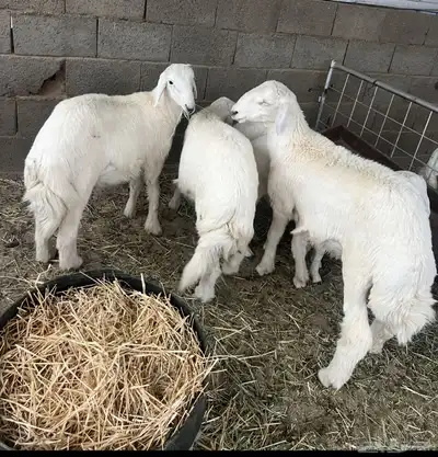 طليان مناسبات مشروطه للبيع 0