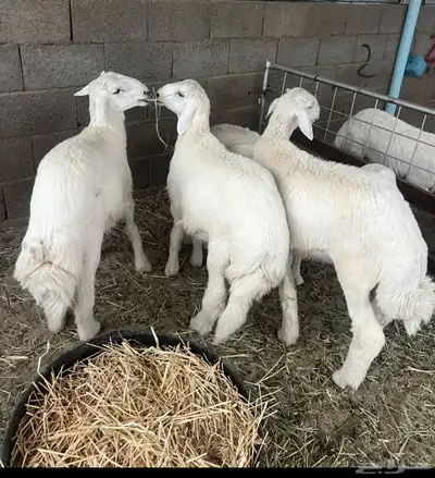 طليان مناسبات مشروطه للبيع 1