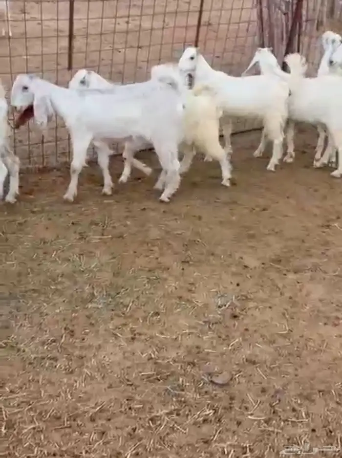 جفار مطورات خصصصم 0
