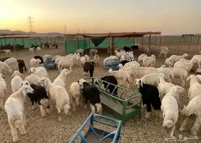 تيوس حريات عوارض طليان 0