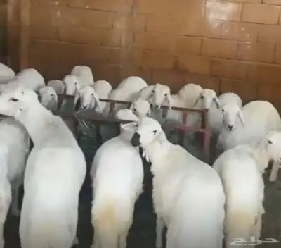 خرفان ورخال للبيع 1