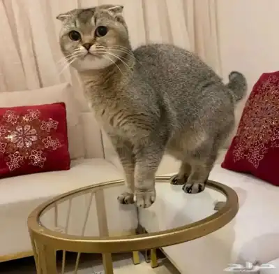 سكوتش للبيع 1