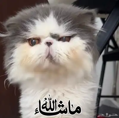 ذكر بيرشن بيكي فيس مسجل ومستورد منتج للبيع 0