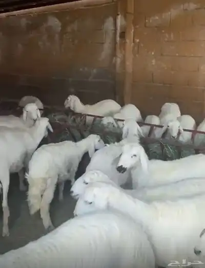 خرفان ورخال للبيع 2