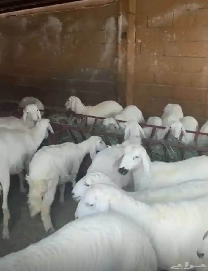 خرفان ورخال للبيع 2