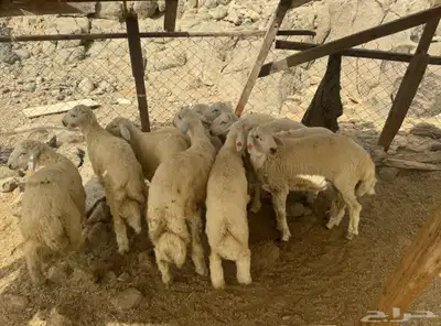 طليان حريات للبيع 0