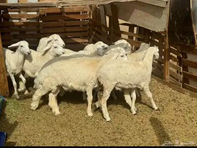 طليان حريات للبيع 1