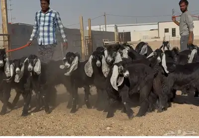 جفار عوارض ربش طيبه العدد 17 بالفحول 4 8