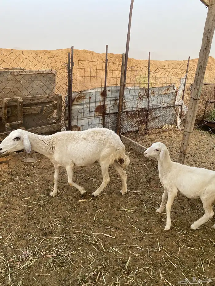 خلفات ودفيع 4