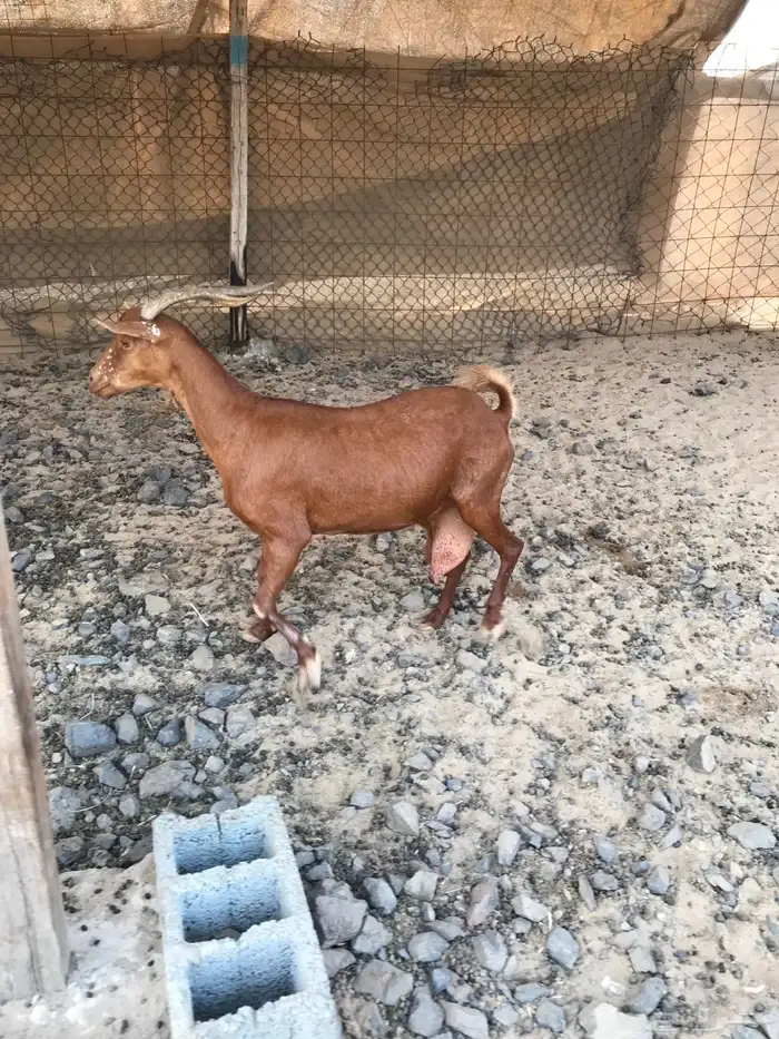 عنز محايلية تحتها3 تم البيع 1