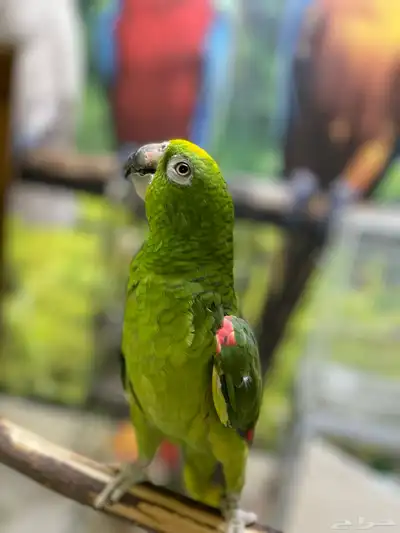 ببغاء امزوني يلوكراون 1