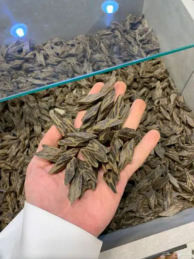 تصفيه على مجموعة اعواد البيع جمله 2